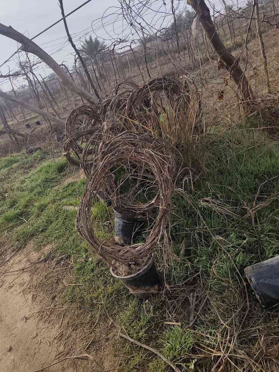 يوجد شتل حلوان اصلي


**إذا كنت صاحب هذا الإعلان وتريد حذفه لأي سبب، رجاءا أرسل رسالة إلى الدعم الفني**