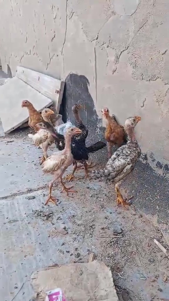 للبيع فسيفسات 
فراريج   دجاج عرب عدد 7
دجاج زينه براهمه 
دجاج زينه عدد ٤ نثايه وفحل
سعر،ع خاص


**إذا كنت صاحب هذا الإعلان وتريد حذفه لأي سبب، رجاءا أرسل رسالة إلى الدعم الفني**