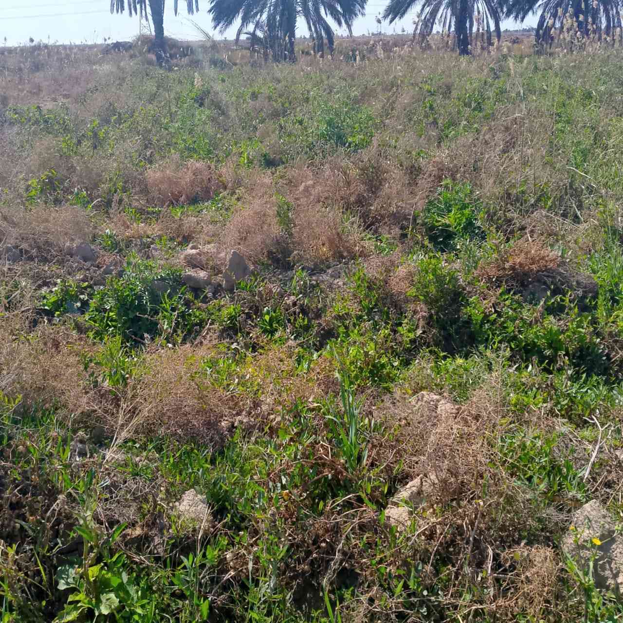 زرع شعير ٢ دونم وبور ٣ دونم المجموع ٥دونم مكان البخلف الثانيه قرب محطه المجاري  للبيع سعر خاص ***********
