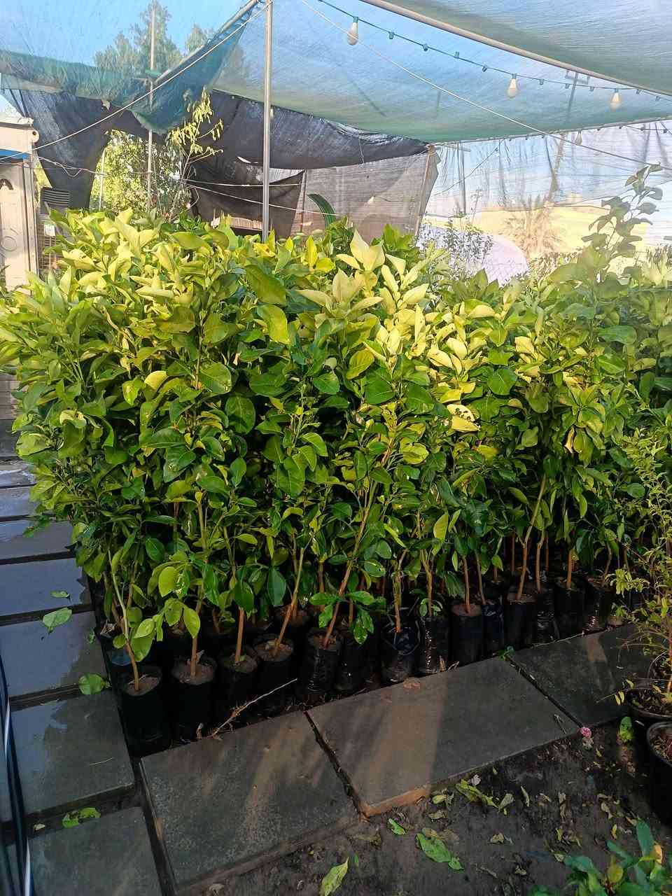 السلام عليكم زورونا تجدو ما يرضيكم مشتل علي الرئاسه قرب البداله الفرع الثاني مشتل روز قرب فلكة حي النصر
علي المهندس
***********
