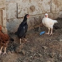 فراجات • ١٦ • سوك شيوخ كرمه حسن