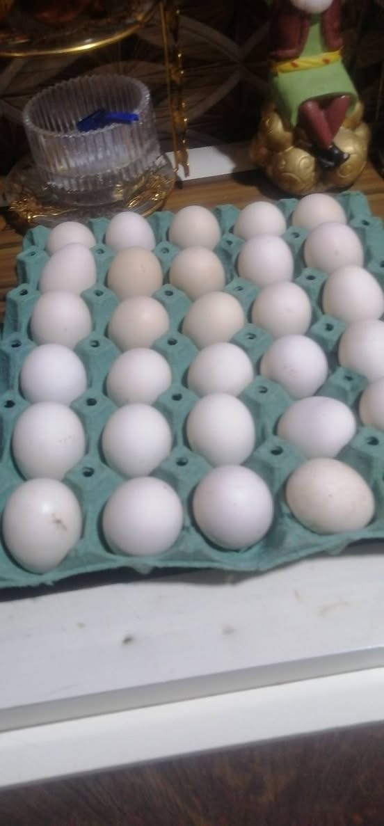 سلام عليكم يوجد لدينا البيع بيض دجاج عرب العدد طبقه ونص رايدهن انا بخدمات مكان البصره الحيانيه وسعر على الخاص هذا رقمي *********** بي وأساب
