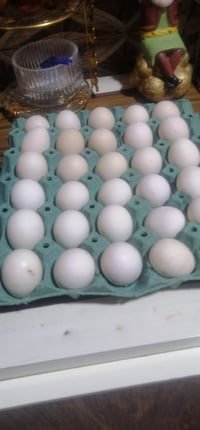 بيض دجاج • طبقه ونص • البصرة الحيانية