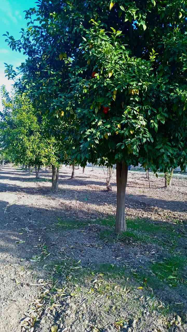 دونمين طابو سند 25 تحويل مباشر بائسم المشتري سند مستقل وليس مشاع 
الأرض زنجيل على شارعين الها شارع خاص بداخلها ما محسوب مع المساحه 
تباع حسب الطلب  كامله اقل شي 625 م 1000م 1250م دونم دونمين 
مغروسه 300 نخله عمراني أشجار حمضيات أشجار تفاح     الأرض مسيجه بل كامل 
 بيع سريع مستعجل سعر جدا مناسب الأرض شارعها تبليط أسواق مدارس قريبه تقع مابين الجزيرة السياحية وناحيه الراشدية قريه الساده البوحياه  
لمعرفة السعر اكتب تم يصلك .....  للإتصال ***********
