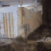 ضباط • ٢٠٠م • واجهة ١٠م