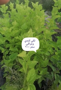 نباتات الصيف • مشتل ازهار الربيع • سوق الجدعة
