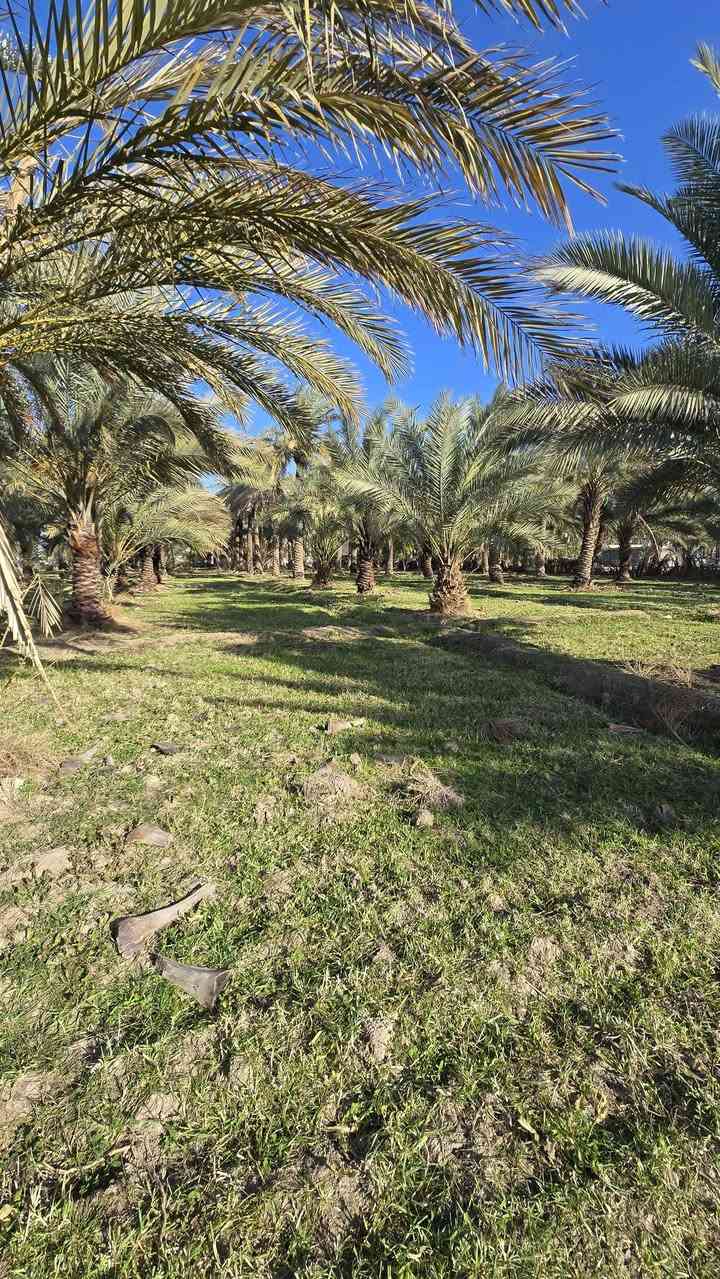 تريد بستان وبسعر مناسب تعال يمي اليوم 🍀🍀

 جبنالكم عرض مميز  وبسعر مناسب جدا🌴

واحلى مايكون بهذا العرض هوه المنطقة والجيران الطيبة والهدوء 🌴🌴🌴🌴🌴🌴🌴🍁🍁🍁

#للبيع ٦ دوانم مع دور عدد اثنين  طابو سند ٢٥ مثبتة حددوها ومسيجة بالكامل 🏵🏵🏵

واجه ١٠٠ متر 🍁🍁
نزال ١٥٠ متر🍁🍁

   تتوفر كافة الخدمات فيها🏕🏕

  كهرباء وماء اساله وتبليط 💐💐

   يتوفر فيها بئر سقي للبستان والأرض مخدومة بالكامل🌍🌍

 مزروعة انواع الاشجار والحمضيات والفواكة والنخيل بأنواعها 💐💐

باقي التفاصيل موضحه في مقطع فيديو والصور 🌴

 
الموقع  بابل قضاء المحاويل قرية البوعلوان  قرب بيت ابو الطياره وتبعد عن شارع حله بغداد ٣٠٠ متر تقريباً 🌍🌍🌍

🌿🌿🌿🌿🌿🌿🌿🌿🌿🌿🌿🌿🌿
#للإستفسار اكثر او معرفة السعر يرجى مراسلتنا او  الاتصال على الارقام التاليه او زياره #مكتب #عقارات #اراضي #المحاويل الكائن في قضاء المحاويل حي ١٧ قرب #مقهى الصياد القديم 
*********** / *********** حسين أبو شمس
