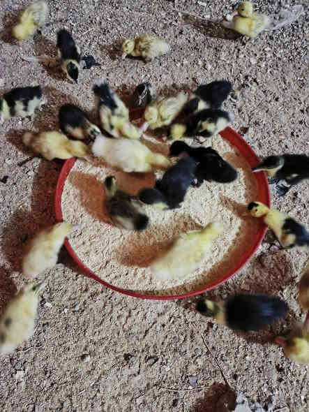 افراخ بش للبيع سعر الزوج 2250 نجف قضاء المناذره ***********
