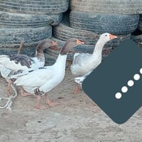 بط • بطوط • دجاج • دجاجة • دجاج عرب • فراخ • ديوجه • بش مصري • حيوانات...