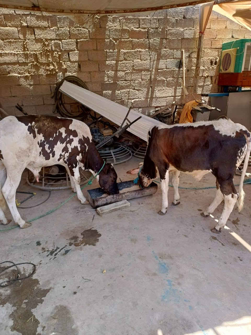 عجول اسمان كلش مالات نذاري للبيع ميسان وشراي يتصل وبي خير ودلل
***********
