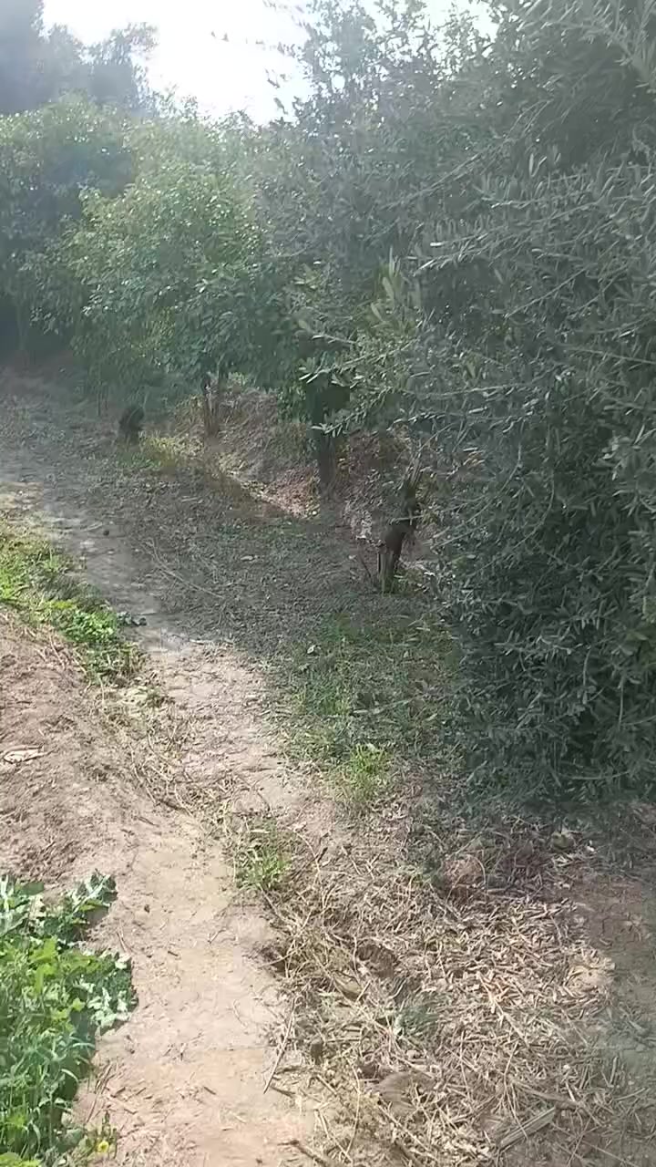 للبيع شاطيه الصويرة كصيبه مساحه 2 وربع دونم الاستفسار على الارقام التالي ***********. ***********
