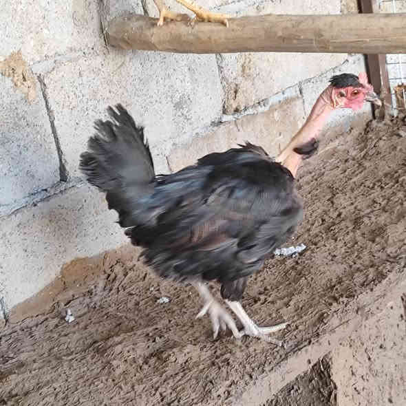 سلام عليكم متاح سيت بورسلان ديج وثنين دجاجات 
+ زوج دجاجات مهات ركيبة سود 
مكاني العمارة ماجدية توصيل موجود حسب التفاق  ***********
