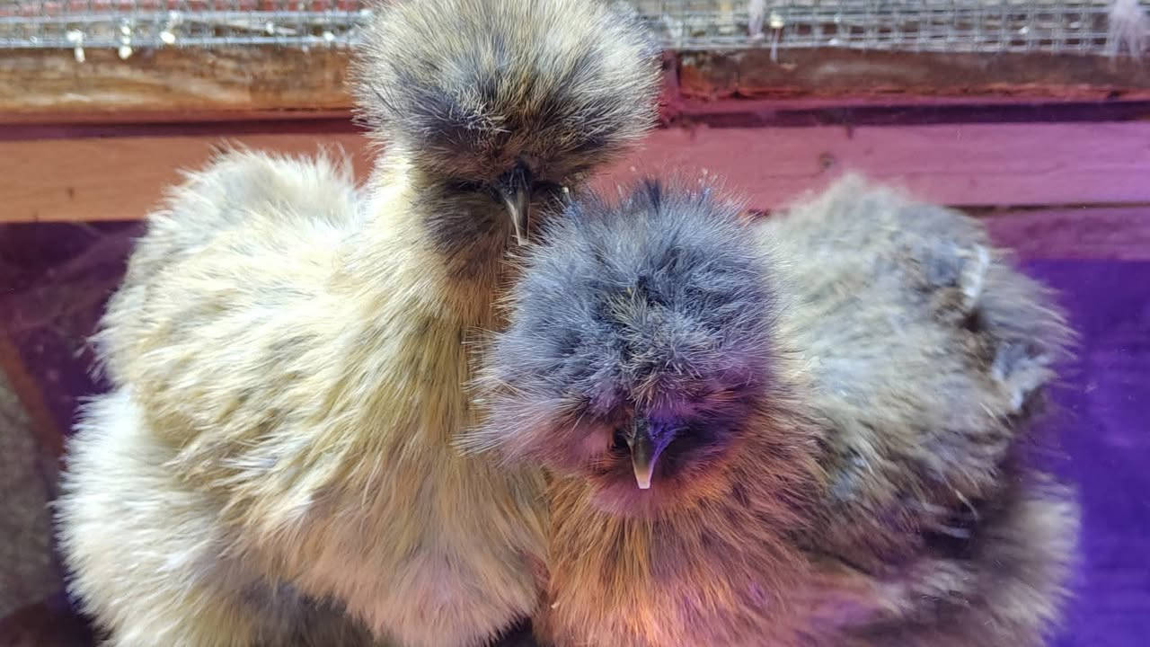 #متوفر
متوفر امايات مخاليف  عدد 4 ستوهن بيضن
 من حلالي 
العمر 7 اشهر ونص اشهر 
الوان متعددة
اسود امريكي 
كولد حني
اصفر بالشكولاته
مواصفات كاملة 
جلد ازرد عظم 5اصابع كعكولة بعدهي نسل يعني عظم لا تسولف بالكعكولة خير من الله 
يوجد توصيل محافضات الجنوبية وبغداد بصرة
سعر الزوج 200 قفل التوصيل على المشتري 
يمكنم التواصل خاص او على الواتس اب 
***********
@إشارة
