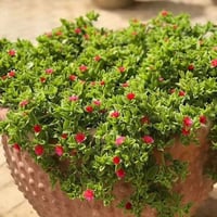 قطرة الندا • تراجي العروس • مشتل النورين