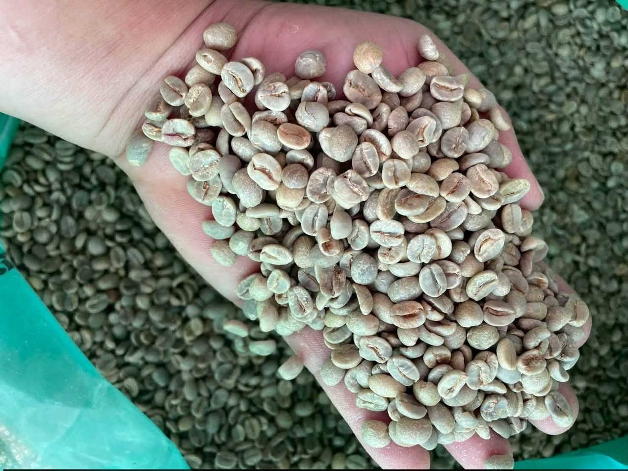 � إعلان إلى السادة التجار وأصحاب محلات بيع القهوة
يتوفر لدينا:

☕ بن أخضر كولومبي سوبريمو أرابيكا 🇨🇴
☕ بن أخضر برازيلي أرابيكا 🇧🇷

🌱 محصول 2026
✅ متوفر بكميات للجملة والمفرد
🔥 إمكانية التحميص حسب الطلب
⚙️ إمكانية الطحن حسب الطلب

للطلب والاستفسار:
📞 ***********

قهوة ذهب
الأصالة في الطعم… والإتقان في التحميص
