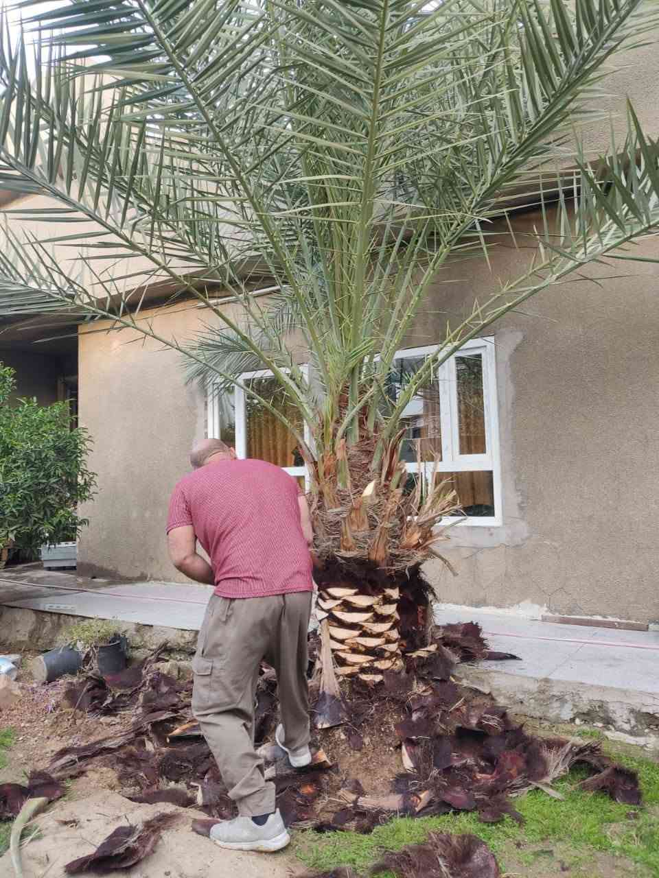 زراعة نخيل اجود انواع النخيل عمل حدائق اسعار تنافسية تصاميم حديثة كادر متخصص في مجال الزراعة
اتصل نجيك باي منطقة ***********

