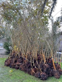 تكي الماني • تين بني مسلم • كربلاء الحسينية