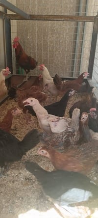 فروج • دجاج بياض • كل اثنين