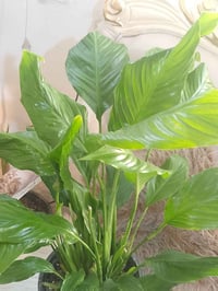 شراع • كثيف