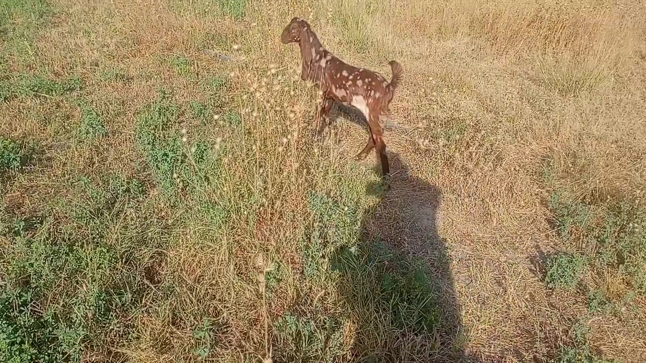 صخله عمر خمس اشهر من امهات اصايل شجاية توم للبيع الشراي يتصل 
***********

