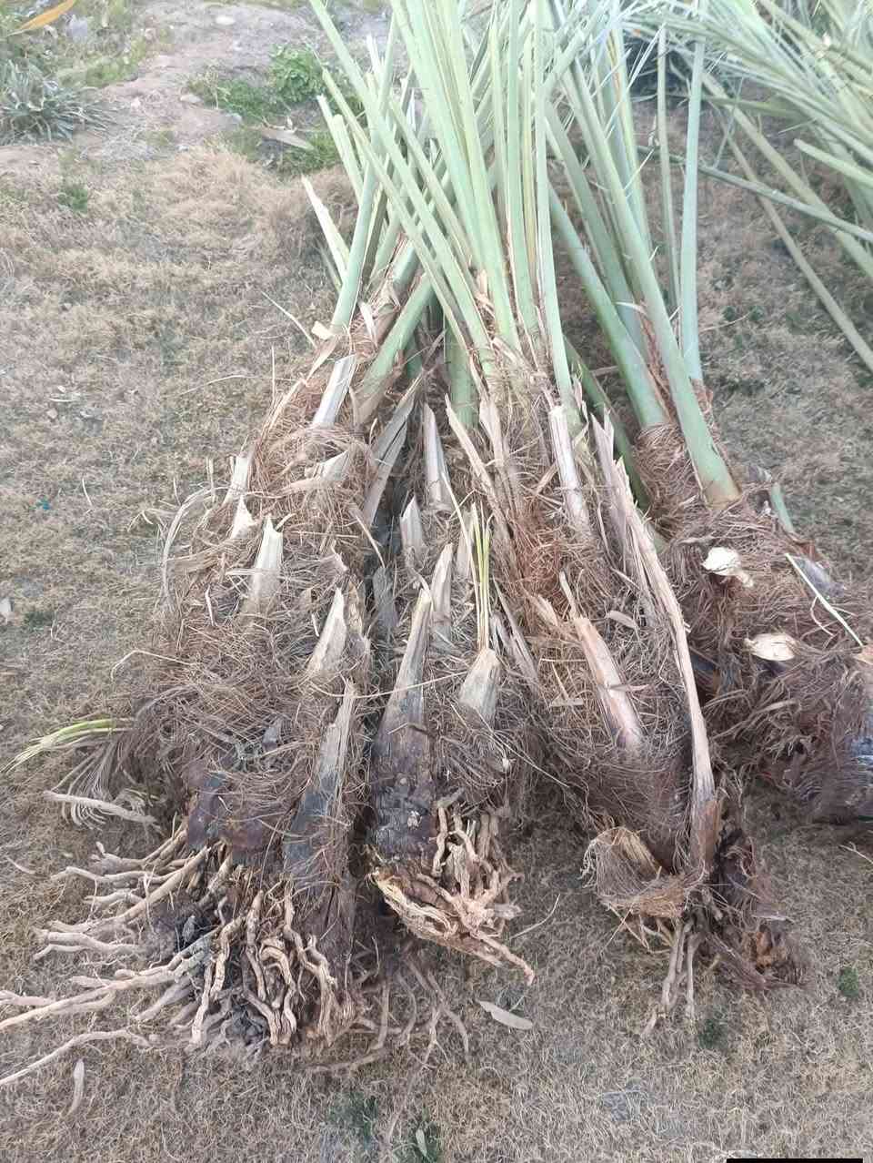 بسم الله على بركة الله .

يتوفر لدينا فسائل نخل بكميات وفيرة احجام مختلفة .
الانواع (شويثي اصفر و بريم احمر وبريم اصفر و خيارة و زهدي وخستاوي وخضراوي )
الاسعار حسب النوع والحجم 
الاسعار مناسبة جملة ومفرد .
كركوك الكورنيش 
***********
