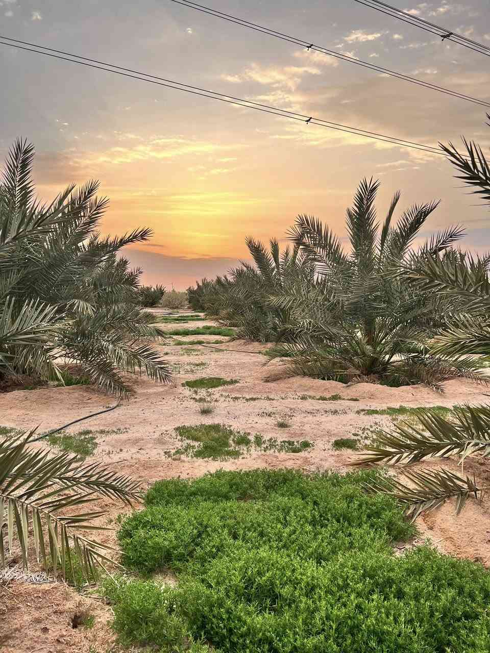 🌴 مزرعة للبيع – فرصة استثمارية مميزة 🌴
📍 الموقع: البصرة – الزبير، على طريق سفوان
 • المساحة الكلية: 45 دونم مرتسم
 • المساحة بعقد: 32 دونم
 • العقد: مُجدد سنة 2025 مع قانون التمليك

🌴 النخيل (جميعه مثمر)
تحتوي المزرعة على حوالي 450 نخلة من أفضل الأصناف:
البرحي – المجهول – السكري – نسيجي – فسائل – أم الدهن
🌳 أشجار الزينة والمستوردة
حوالي 750 شجرة من الأشجار المميزة:
الأثل الأمريكي – الشجر الهندي – الحناء – الورد الجهنمي – نخيل واشنطن

️ الخدمات المتوفرة
✔️ نظام سقي متكامل جاهز
✔️ محولة كهرباء خاصة
✔️ بيت فلاح داخل المزرعة
✔️ المزرعة جاهزة للاستثمار
💰السعر المطلوب : 500 مليون دينار عراقي ( قابل للتفاوض للجادين )
📞 للاستفسار التواصل على الخاص أو الاتصال
***********
***********
