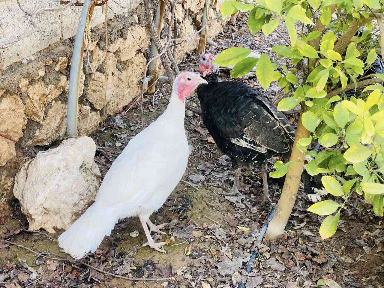 متاح ديجين بصره رقم واحد وبصرويه 
دين وحجز ماعندي
***********
قرب مفرق اللزاكه والسرت
