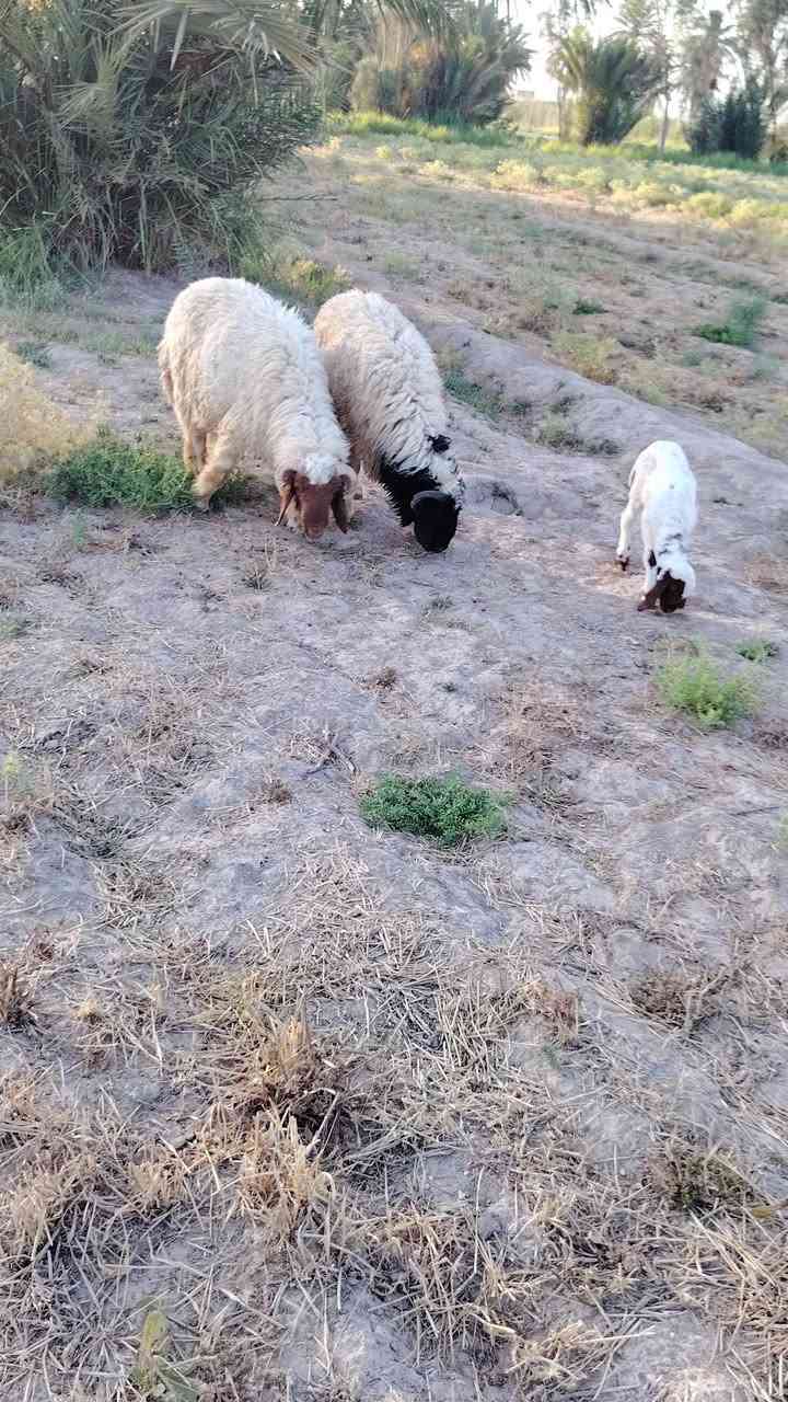 متاح ٤طليان افحل خشنات وسمان الشراي يتصل وبيه خير ويدلل ***********
