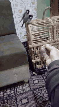 ألسلام عليكم زوج بلابل اليفات فول طيره وفحل مزاويج للبيع المكان الشعب البانزين خانه مقابل سوك 4 تالاف الشراي ***********
