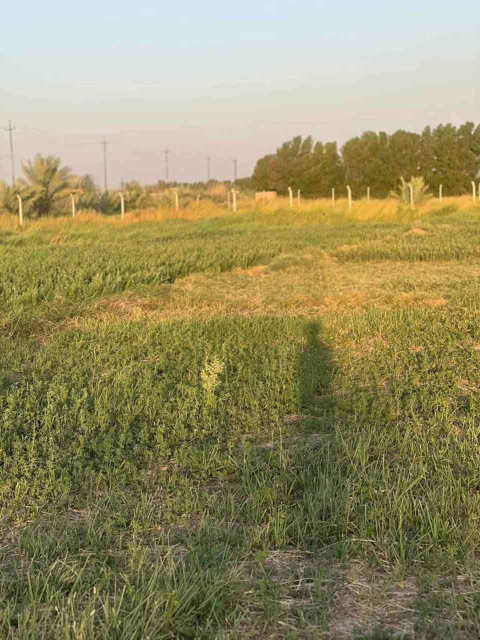 السلام عليكم
#@@#أرض زراعيه للبيع

المساحه 3 دونم 

#يتوفر ماء+كهرباء +شارع 

تبعد عن التبليط 100 متر
#المكان طريق المشايه 
قرب بيت الشيخ عبد الامير 

#استفسار

***********
