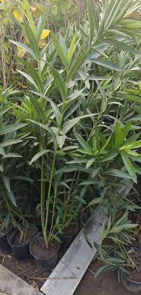 توفرت شتلات دفله حجم كبير لونين وردي و أبيض
سعر شتله 3000
2 ب5الف
عنوانا الناصريه شارع الإمام علي تقاطع الشيباني مقابيل مصرف الطيف مشتل الشيباني ***********
