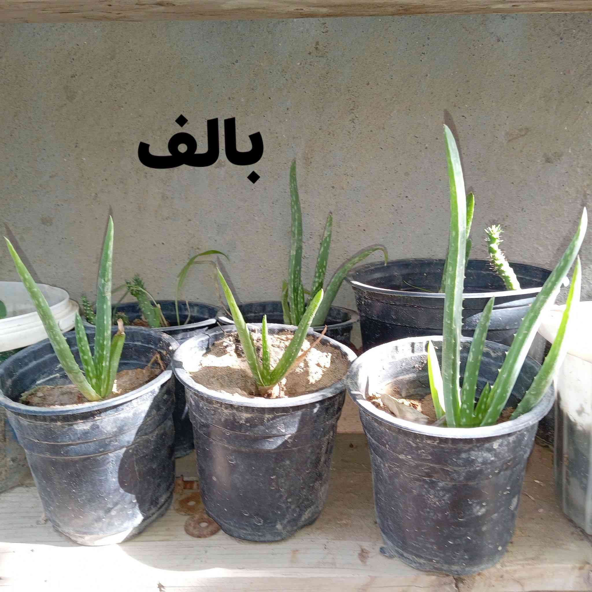 صبار للبيع عدد هواي اشكد ماتريد *********** وخاص موجود
