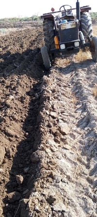 كاروبه • ديوانية الشنافية • بدون تحويل