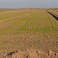 ارض زاعيه للبيع ارض مستصلحه توجد فيها محوله كهرباء وماء ويبعد عنها الش...