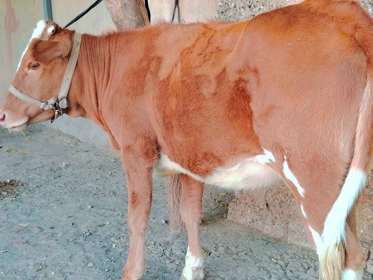 بسم الله ماشاء الله
بچر كاملة على باب صراف

هولندية الاصلية  ام الصرة 
 
بچر درجى اولى  مال جنيه   

شرط اچل وشرب ونصاحة فول 

المكان  صلاح  الدين الشرقاط الخضرانيه

***********
***********
