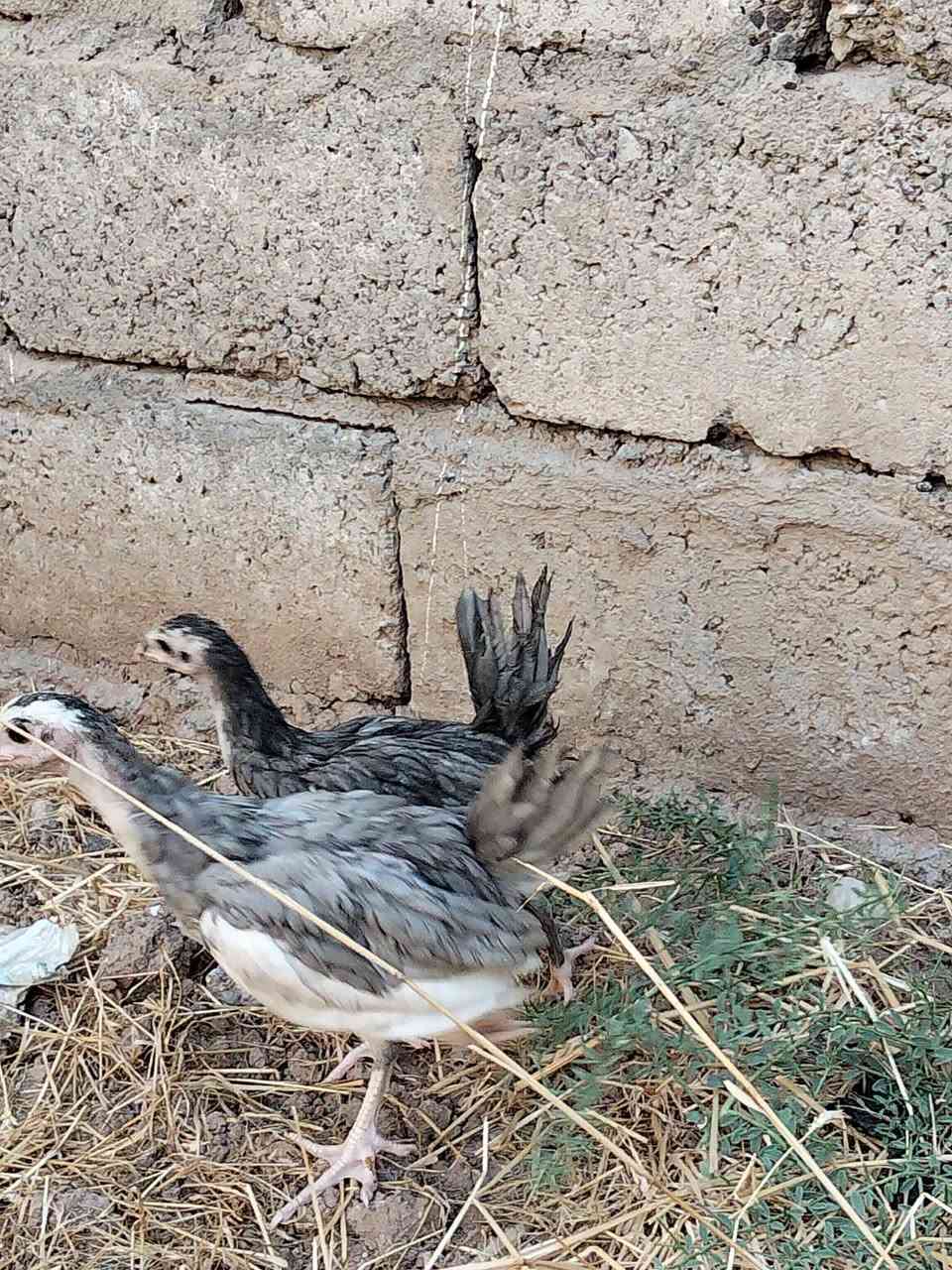 متاح
فراريج بوطاني رصاصي و اسود
شرط اصلي
عيون سود فول
صحتهم خير من الله 
نشاطه فول نضافه فول 
اثنين سود اثنين رصاصي
عمرهم اكثر من شهرين ونص
سعر الزوج 15 الف
عنواني موصل ايسر كوكجلي 
خاص مفتوح


**إذا كنت صاحب هذا الإعلان وتريد حذفه لأي سبب، رجاءا أرسل رسالة إلى الدعم الفني**