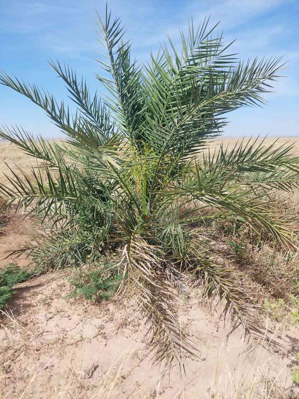 ارض زراعيه للايجار في محافظه ميسان قضاء علي الغربي منطقة جلات ٢٠٠ دونم صالحه للزراعه تحتوي على كهرباء مع ٢ مواطير كهرباء مع منزلين  سكن للإستفسار
 الاتصال على الرقم *********** 
ابو مرتضى  الكعبي

