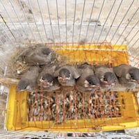 بلابل • زوج • طيور أليفة