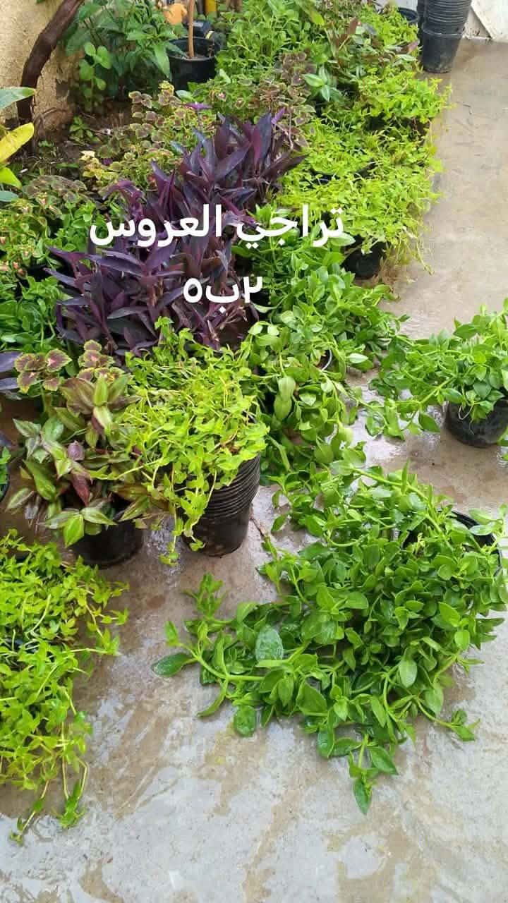 السلام عليكم زبائن الكرام اتوفر نباتات خارجيه للبيع يوجد توصيل داخل بغداد بعض المناطق ♥️🌿🌿🌿🌿🌿🍀🌹🌿🌿🚘🚘🚘🚘


**إذا كنت صاحب هذا الإعلان وتريد حذفه لأي سبب، رجاءا أرسل رسالة إلى الدعم الفني**
