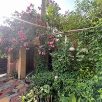 نهاية حي اور • ١٦٨م • طابو صرف