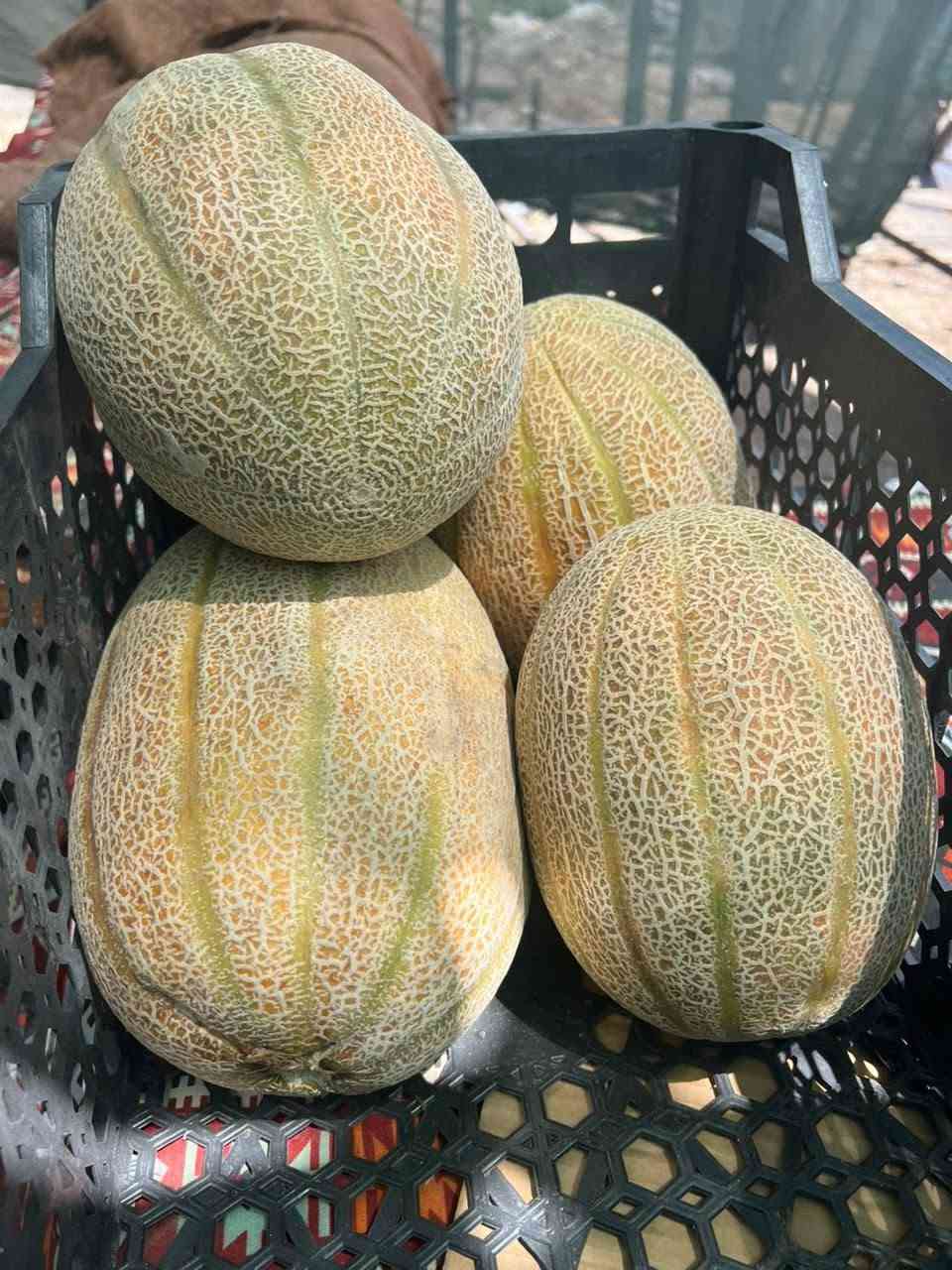 السلام عليكم
نعلن لكم (علوة العكلي)

صندوك الطماطه ١٥ كيلو ٤٠٠٠🍅
بطاطه          ٧٥٠.   ٣. الفين🥔
 بصل             ٧٥٠.   ٣ الفين
بيدنجان         ٧٥٠    ٣.  الفين🍆
خيار.              ٧٥٠.    ٣. الفين🥒
طماطه.            ٥٠٠🍅
شجر.              ٥٠٠🥒
طرعوزي.        ٥٠٠ 🥒

بطاطه جبسيه حمره ١٠٠٠🥔
جزر.          ١٠٠٠🥕
ثوم.         ٣٠٠٠🧄
فلفل بارد. ٢٠٠٠🌶
باميه.       ٧٥٠ 

ركي شرط ٥٠٠🍉
بطيخ ٥٠٠🍈

#الفواكه
عنب.      ١٠٠٠🍇
موز.       ١٥٠٠🍌
برتقال.    ١٥٠٠🍊
يوسفي.  ١٥٠٠🍊
تفاح.      ١٥٠٠🍎

خوخ.              ٢٠٠٠🍑
مشمش.            ٢٠٠٠            
اللو.                 ٢٠٠٠🫒
عنجاص.          ٢٠٠٠🍑

كرز                  ٤٠٠٠🍒
الليمون.           ٣٠٠٠🍋

الخضره 🥦🥬🫚
 تشكيله  ٥  أبألف
سلق ٥٠٠

العنوان الشرقاط مقابيل تل الحمدان مقابيل الاستداره قرب مخبز التل مقابيل ماركت الاسوار 

زورونا وحياكم الله


**إذا كنت صاحب هذا الإعلان وتريد حذفه لأي سبب، رجاءا أرسل رسالة إلى الدعم الفني**