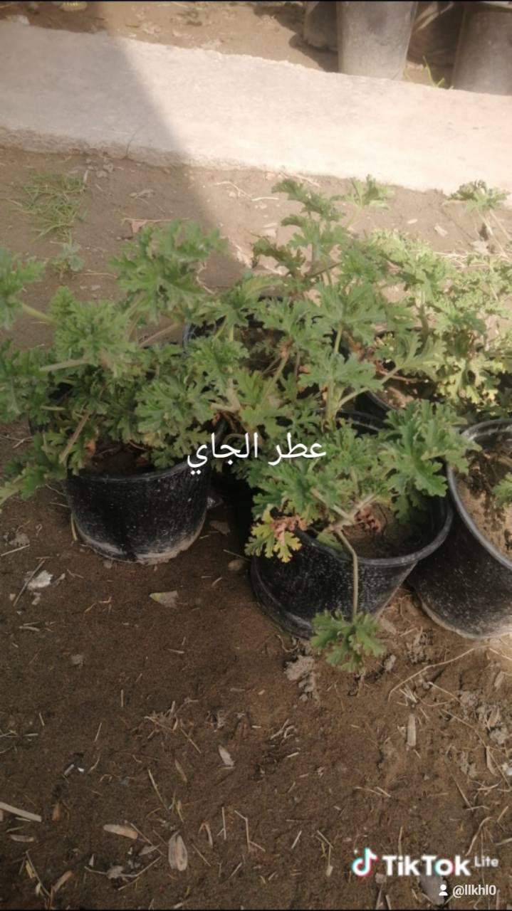 انواع الورد والأشجار الي يريد يزرع يشتري من هذه المشتل الجزيره العنوان سده البوعلي جاسم قرب محطه اساله الماء اسعار مناسبه الي يفتح مشروع اصغير لازم الكل ساندهم وتشتري منهم حته يبقه مستمر في عمله خلي ابن الديره يستفاد وانت المشتري مستفاد اسعار مناسبه وقريبه عليكم


**إذا كنت صاحب هذا الإعلان وتريد حذفه لأي سبب، رجاءا أرسل رسالة إلى الدعم الفني**