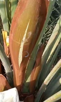 تلقيح نخل • جبله العكير • متوفر