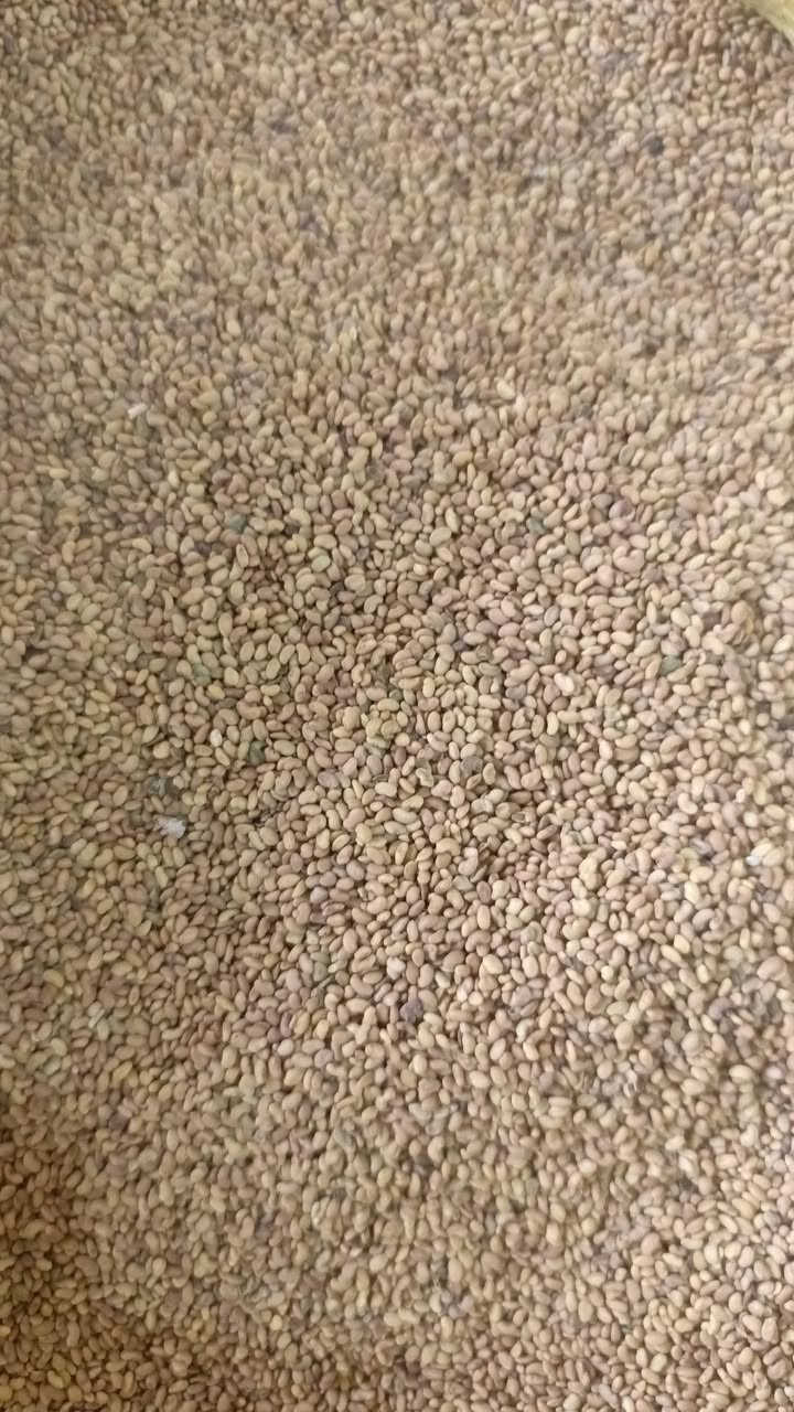 🌿 متوفر بذور الجت المصري – إنتاج مميز وجودة عالية 🌿
من إنتاج شركة الفراعنة للبذور

اشتركو في كروبنا اسمه تجهيزات ( ازرع) متخصص في عرض اجود انواع البذور والاسمدة والمبيدات المحلية والمستوردة
🔹 أهم مميزات الجت المصري:
✅ نمو سريع وكثافة خضرية عالية.
✅ يتحمل القص المتكرر ويعاود النمو بسرعة.
✅ غني بالبروتين والمعادن الضرورية لتغذية الحيوانات.
✅ مناسب للحش والرعي وإنتاج الدريس.
✅ يساعد على تحسين خصوبة التربة لأنه من المحاصيل البقولية المثبتة للنيتروجين.
🌱 كمية الإنتاج:
في الظروف الجيدة يمكن أن يعطي الدونم الواحد من 4 إلى 6 طن علف أخضر في الحشة الواحدة، وقد يصل مجموع الإنتاج خلال الموسم إلى 20 – 30 طن للدونم حسب العناية والتسميد والري.
📅 أول حشة:
تكون عادة بعد 45 – 60 يوماً من الزراعة، ثم يمكن الحش كل 20 – 30 يوماً تقريباً حسب النمو.
🌾 نصيحة زراعية:
ينجح الجت المصري في الترب الخصبة جيدة الصرف مع الري المنتظم والتسميد الجيد للحصول على أعلى إنتاج.
📢 اختيار مثالي للمزارعين ومربي المواشي الباحثين عن علف اقتصادي عالي الإنتاج.

يوجد منه اكياس وزن ٢٥  و  ٥٠  كيلو
سعر الكيلو ( ١٣٧٥٠ ) 
يوجد حجز وتوصيل لجميع المحافظات
هاتف / ***********
