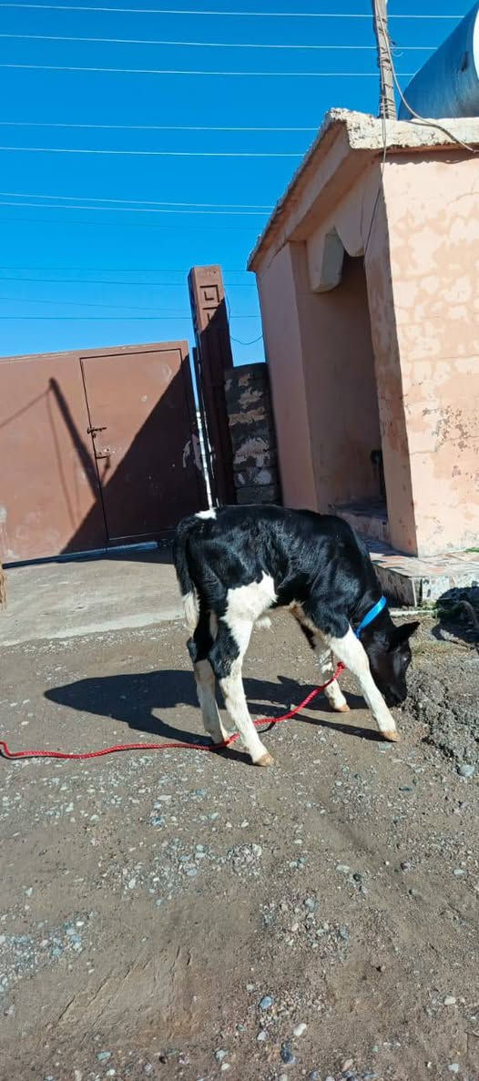 السلام عليكم
مكلف بنشر اتصل علا راعيه 
بجر هولشتاين الصلي رقم واحد 1⃣ مال بيت اهله جنايه وراها حوليه هولشتاين تلقيح جمه تحلب حليب خير من الله ودسه حيل السعر وباقي التفاصيل اتصل علا راعيه وتدلل المكان صلاح الدين قضاء الشرقاط قريت شكراً يوجد خدمت توصيل ***********‬‏
