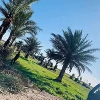 ابو غريب • ٢٥٠٠م • طابو زراعي