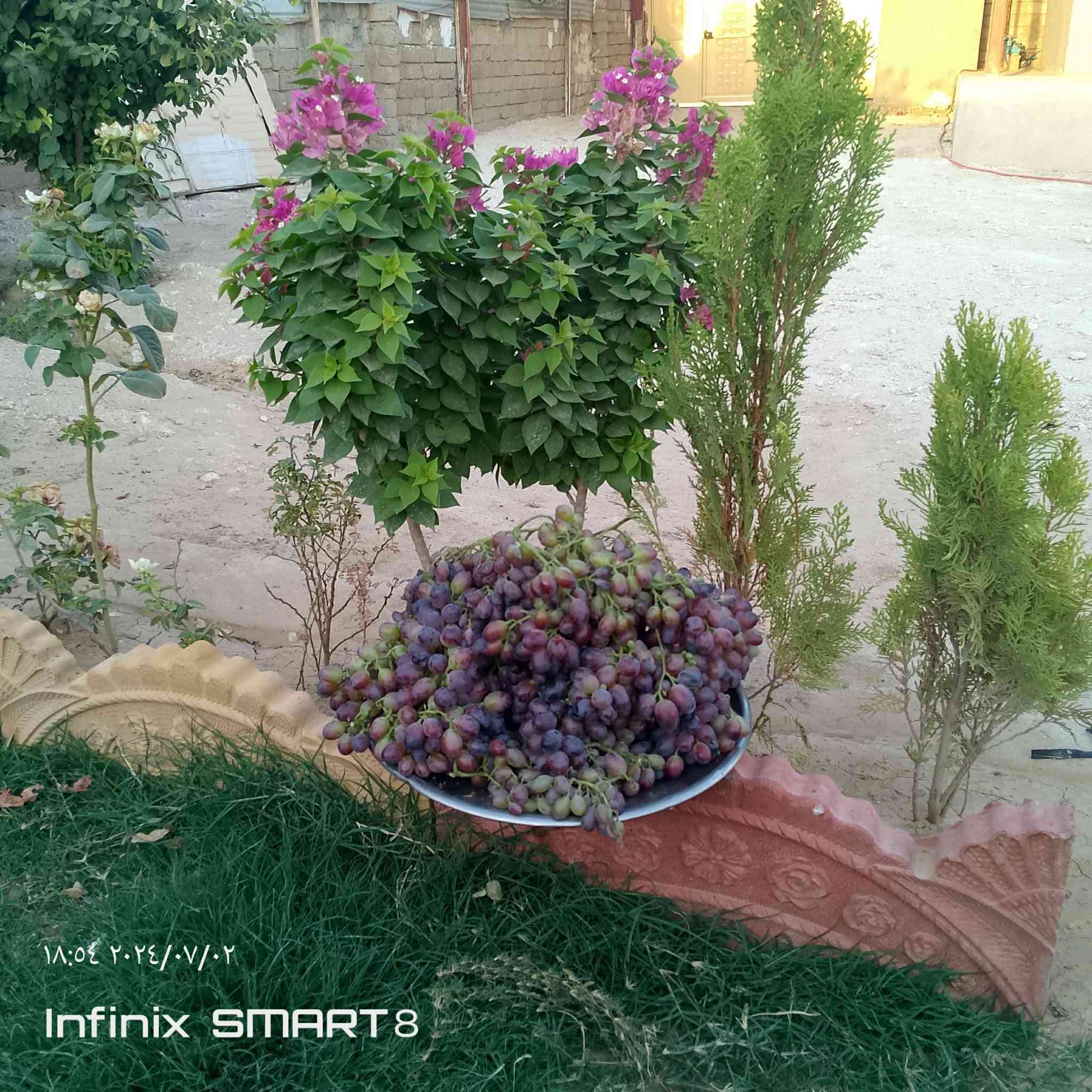 سلام عليكم
يوجد اقلام عنب  اليريد للأجر 
هاي صورة العنب مال الشجره 
موحود عد راكان ياسين طه


**إذا كنت صاحب هذا الإعلان وتريد حذفه لأي سبب، رجاءا أرسل رسالة إلى الدعم الفني**