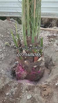 البصره أبي الخصيب • مرجوحه • عدد مفتوح