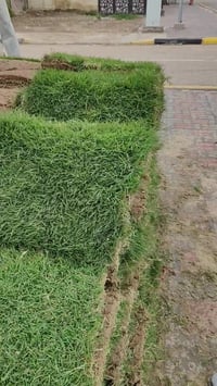 الجمعية الاولى • ديكور • حديقة