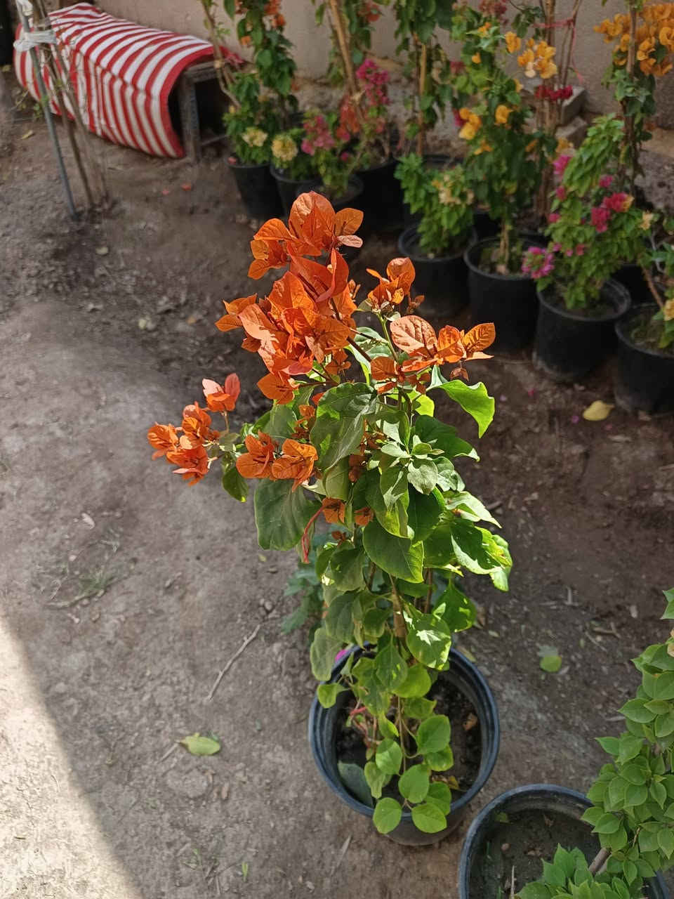 عرض رمضاني 
٧ نباتات دائميه 
متسلق جهنمي ١
جهنمي شجيري ١
جوري عطري ١ 
ياس ١
بتونيا ١ 
دمعه طفل ١ 
جيرانيوم ١
هذا العرض ب٢٥ الف 
متوفر توصيل داخل المسيب الفين وخارج المسيب ٣


**إذا كنت صاحب هذا الإعلان وتريد حذفه لأي سبب، رجاءا أرسل رسالة إلى الدعم الفني**